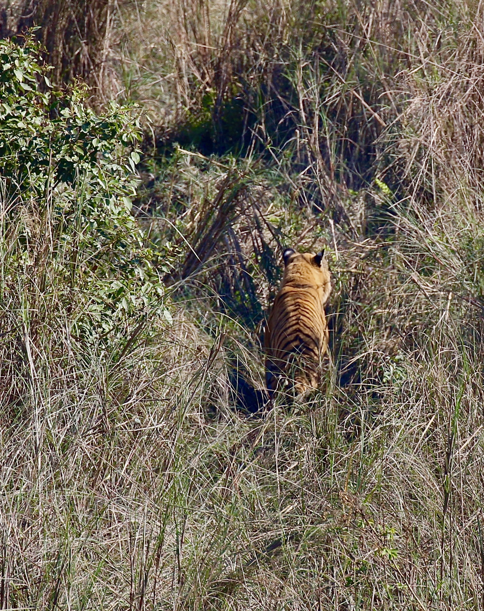 Nepal tiger