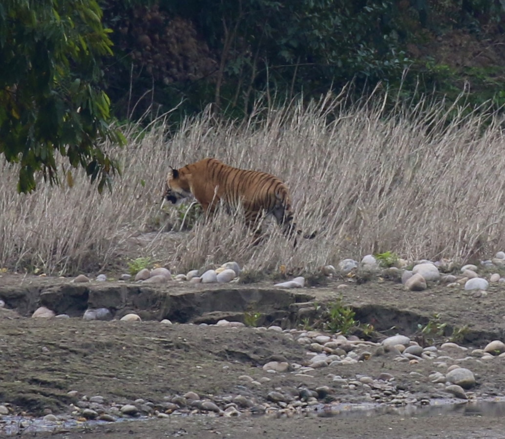 Nepal tiger