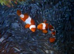 Clownfish in Raja Ampat