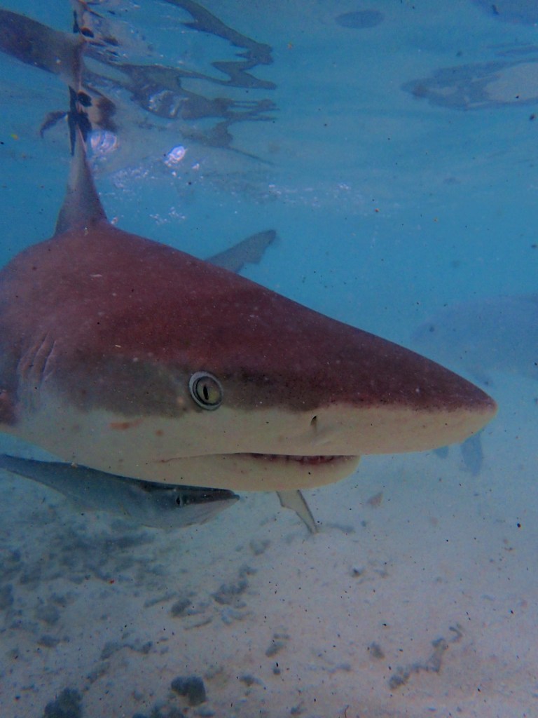 black tip reef shark raja ampat