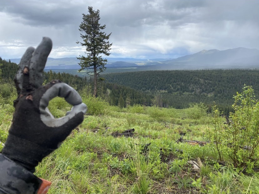 tree planting on the block