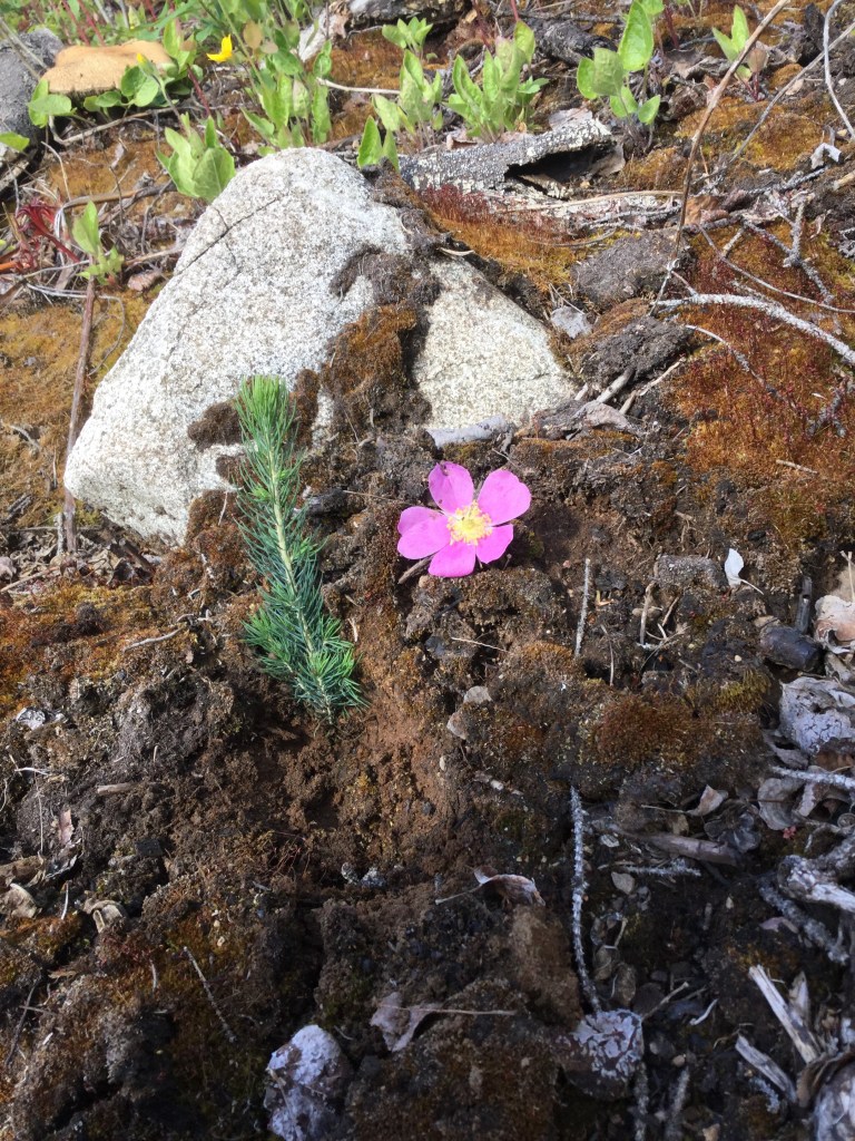 Spruce tree seedling