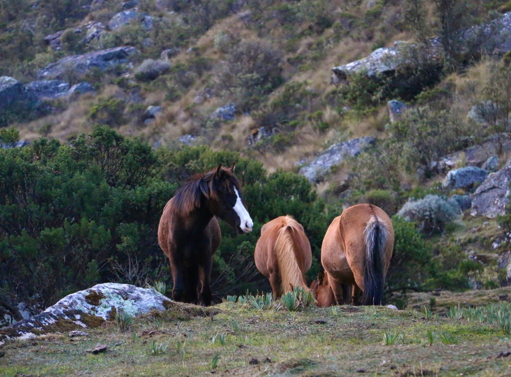 Santa Cruz trek – Huaraz,&nbsp;Peru
