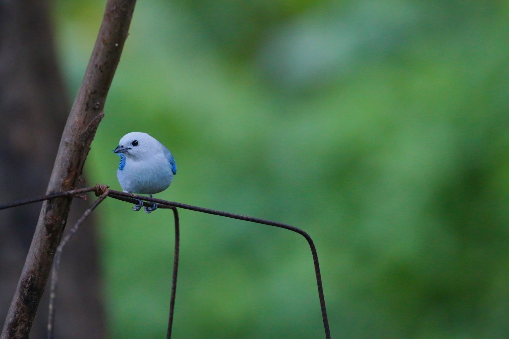 Blue-gray Tanager