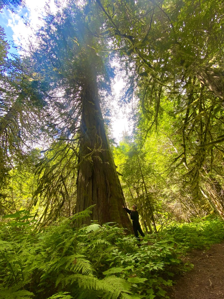 Giant cedar loop, Bella Coola