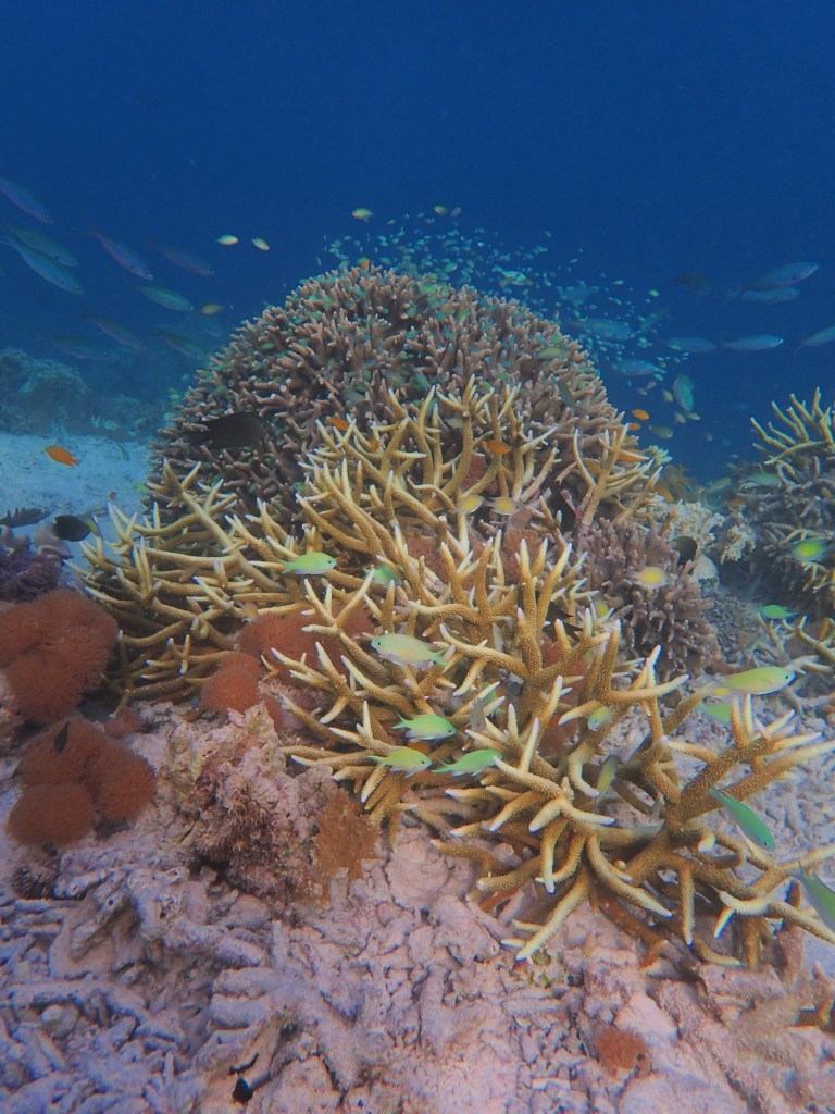 Kayafyof jetty Raja Ampat