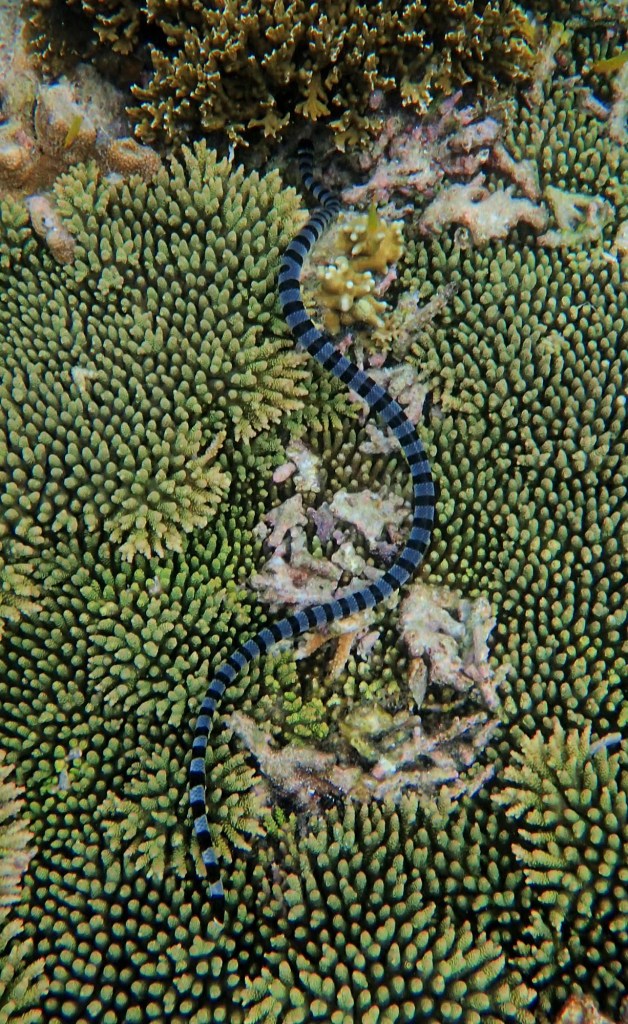Banded Sea Krait Raja Ampat