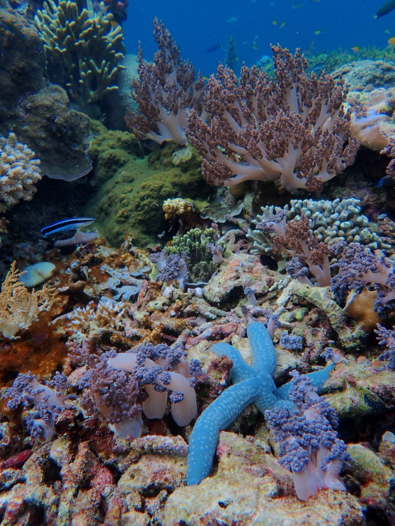 Coral reef Raja Ampat