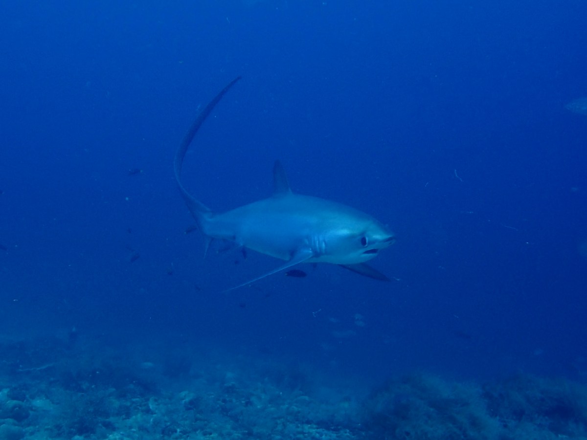 Thresher shark diving –&nbsp;Malapascua