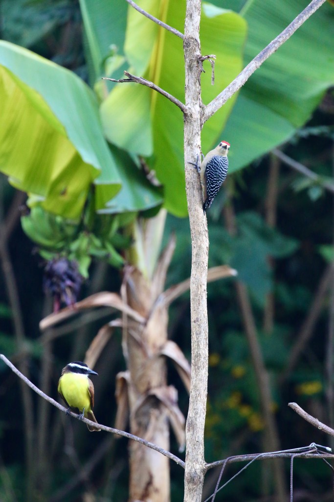Great Kiskadee and Red-crowned Woodpecker Minca