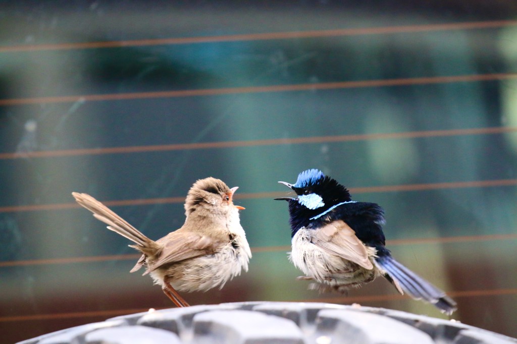 Two fairy wrens chirp at the window of a car