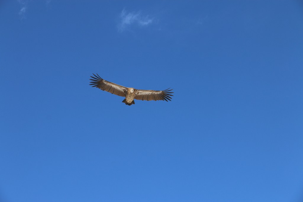 vultures annapurna circuit trek