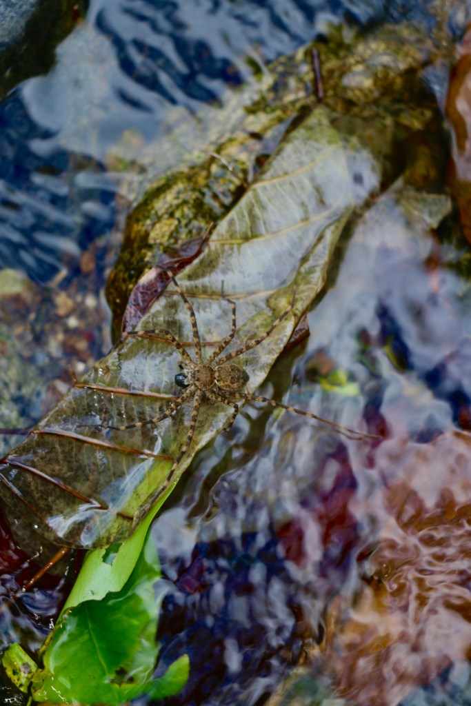 Spider on leaf over water