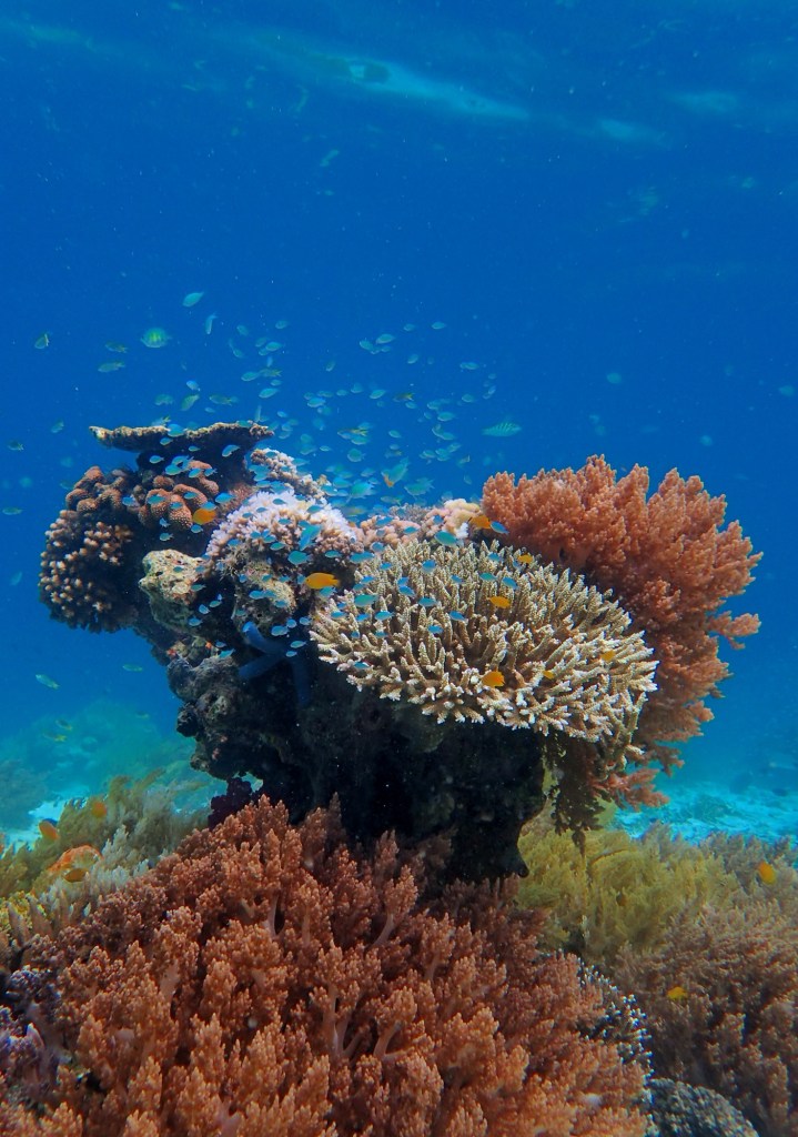 fish on the reef Raja Ampat