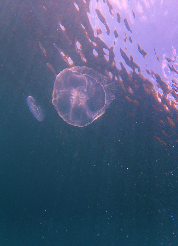 jellyfish Raja Ampat