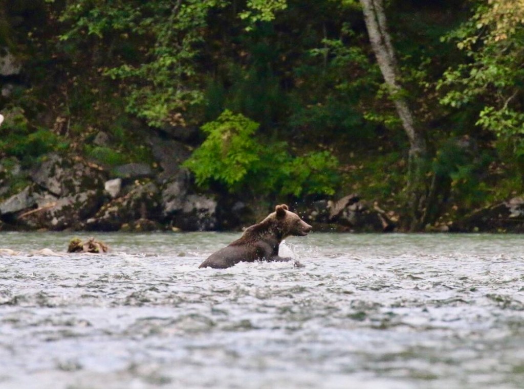 A grizzly bear swimming in the river